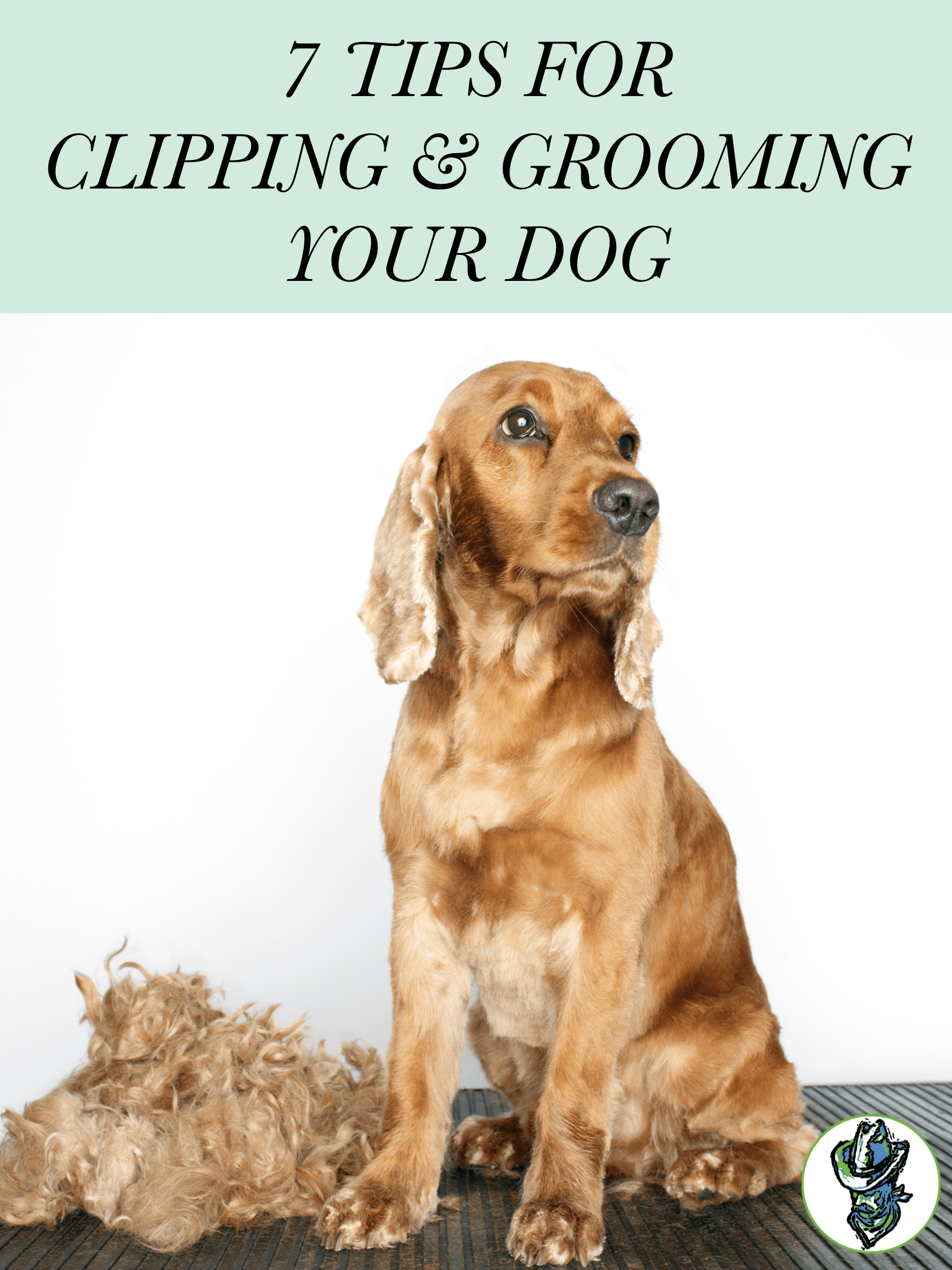 7 Tips For Clipping & Grooming Your Dog