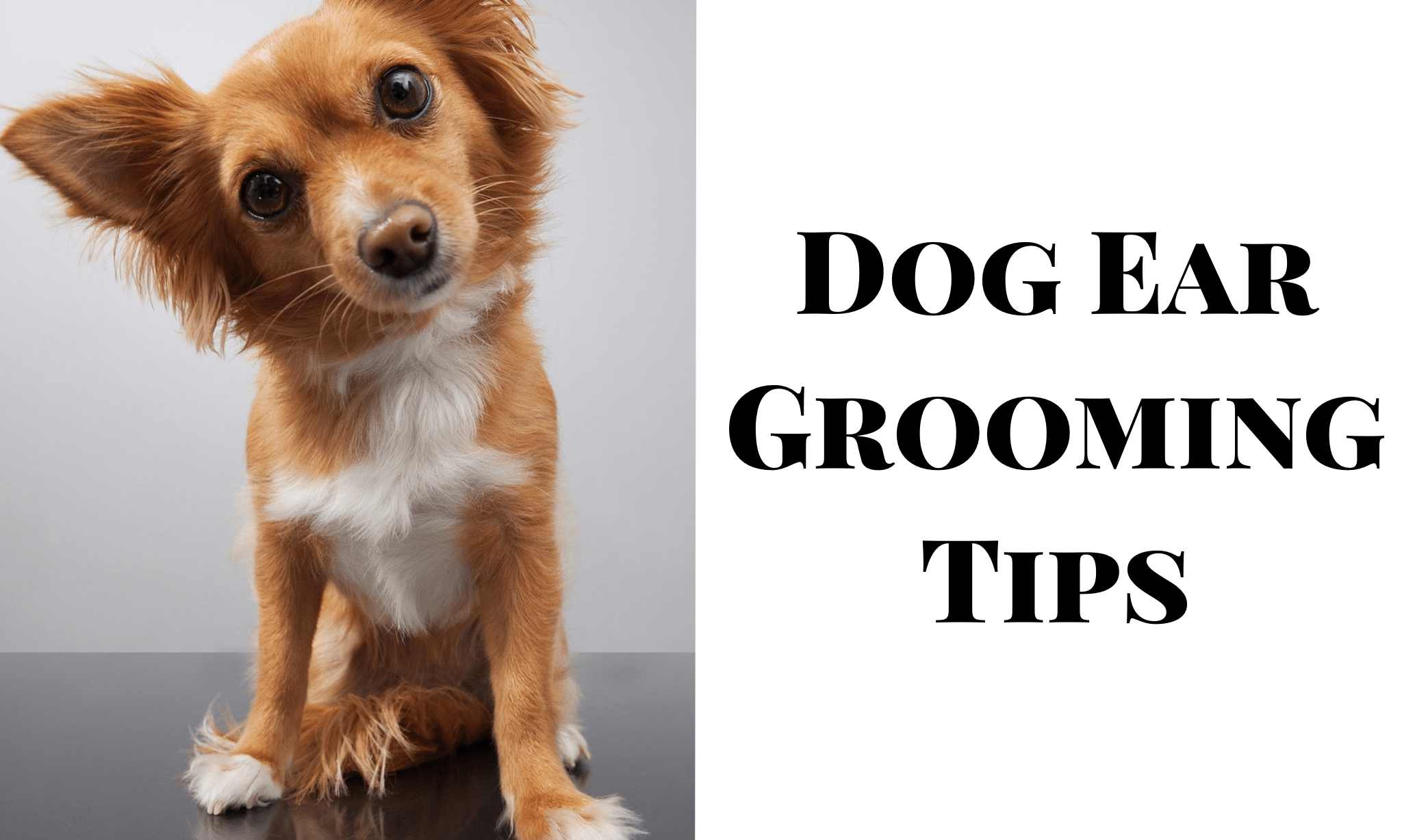 Dog Ear Grooming Tips