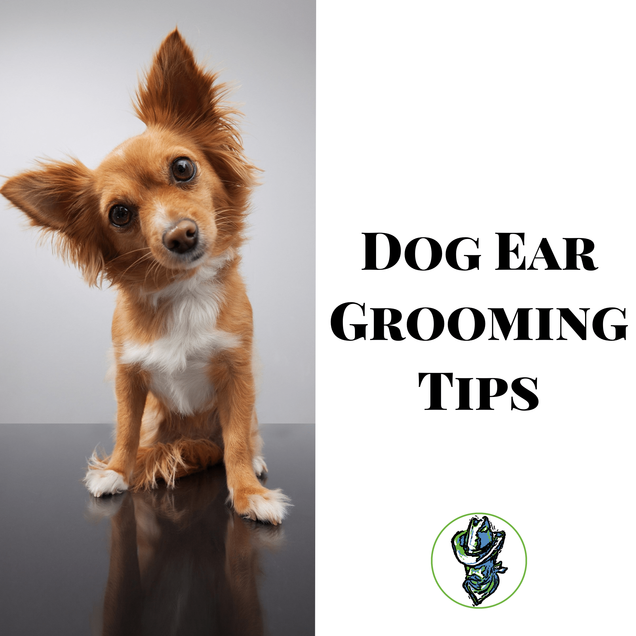 Dog Ear Grooming Tips