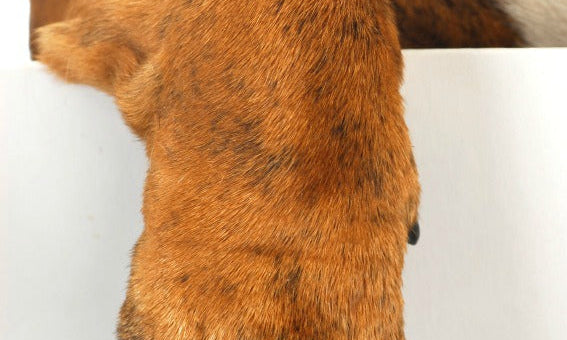 How To Care For Your Dog’s Paws