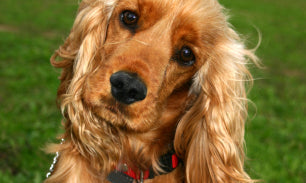 5 Causes for Skin Irritations in Dogs