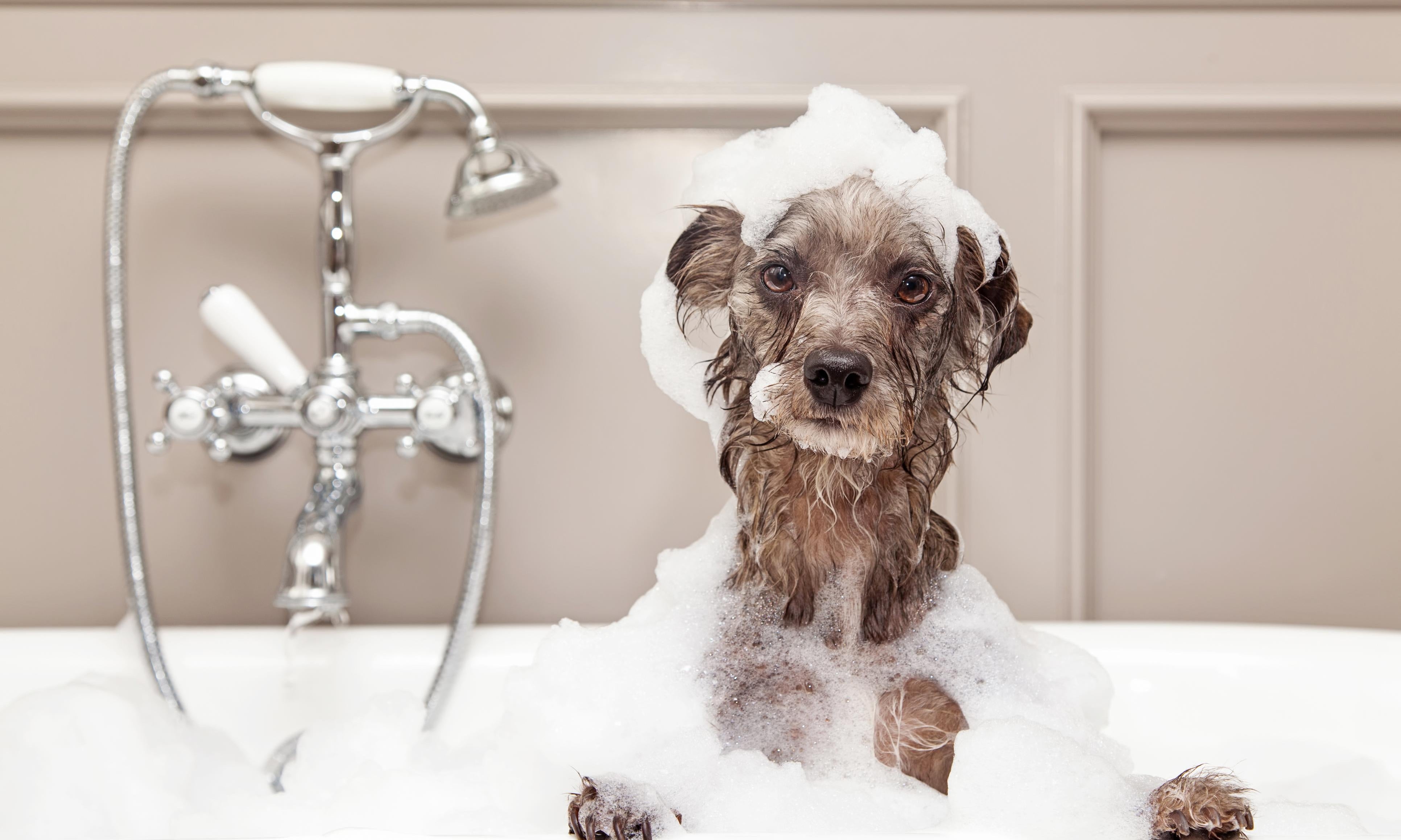 8 Crucial Steps to Eliminate Skunk Odor from Your Dog After a Skunk Encounter