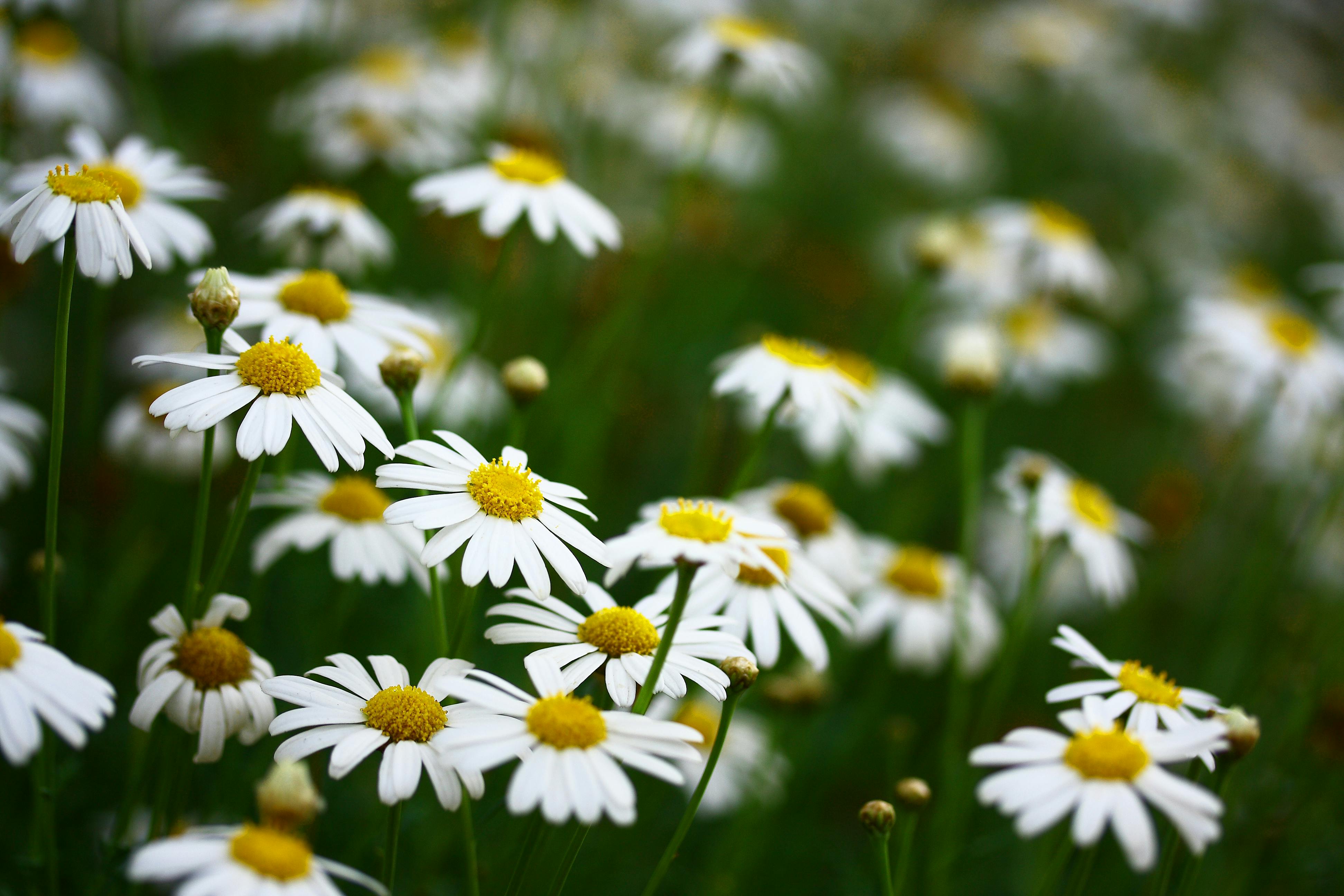 Chamomile Extract for Animal Coat Care