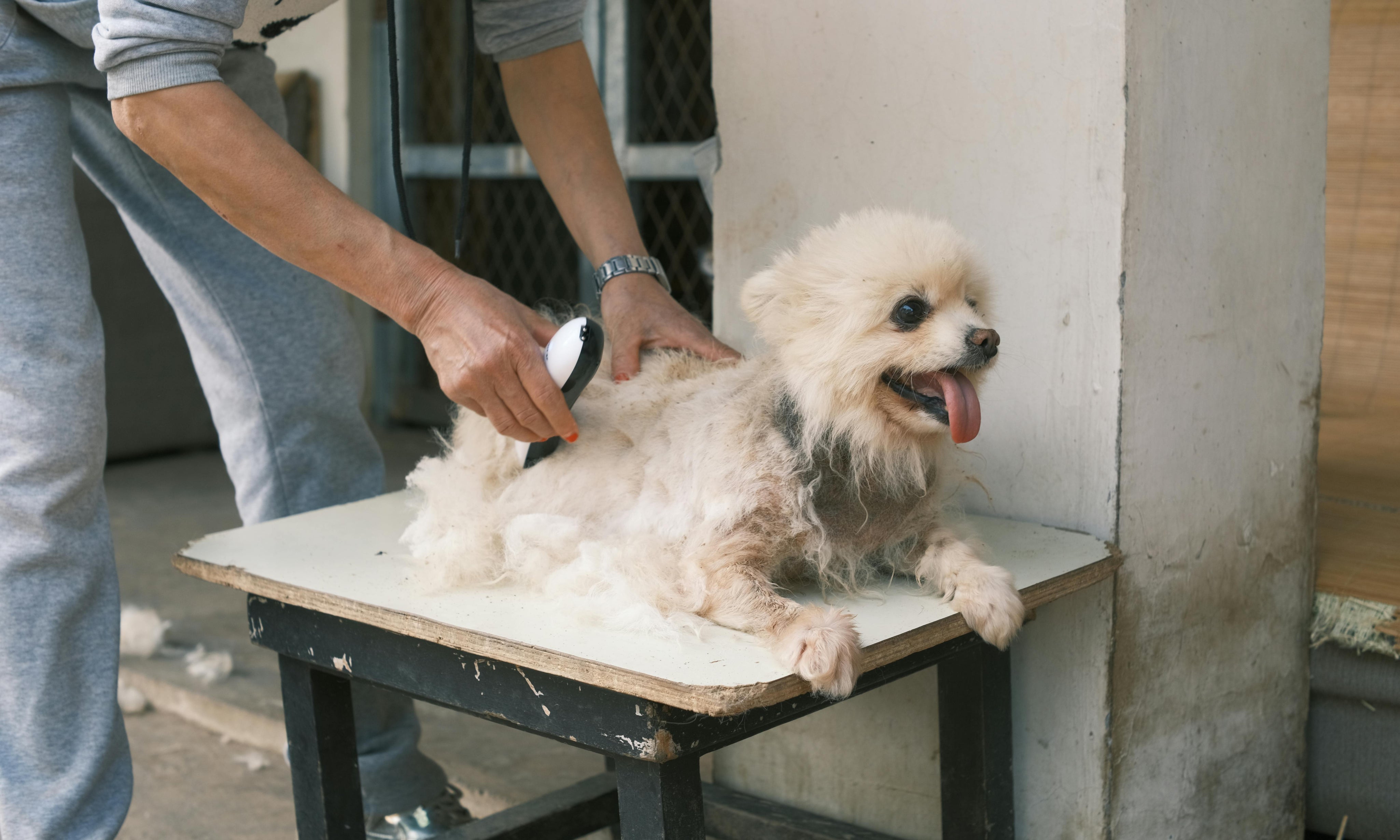 8 Essential Steps to Minimize Dog Shedding