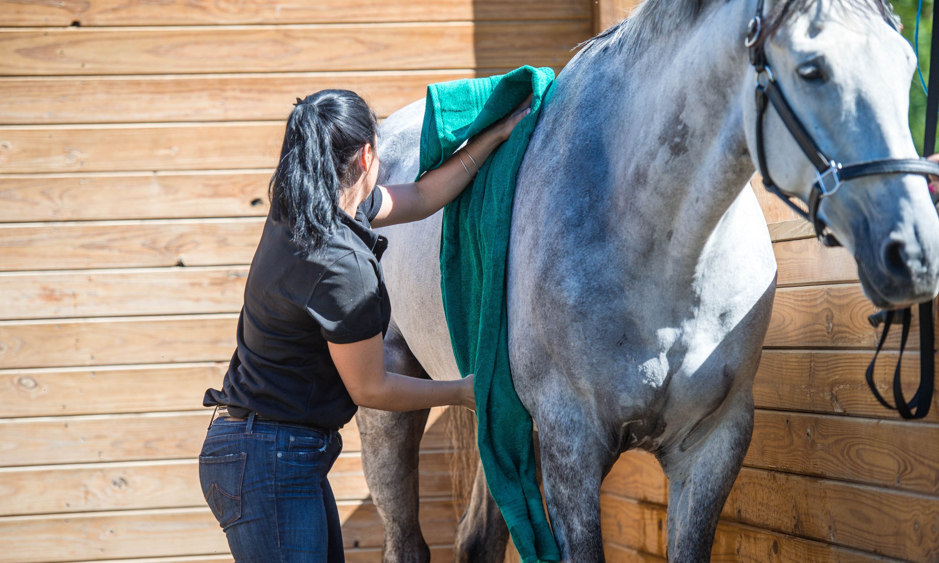 40 Horse Grooming Tips