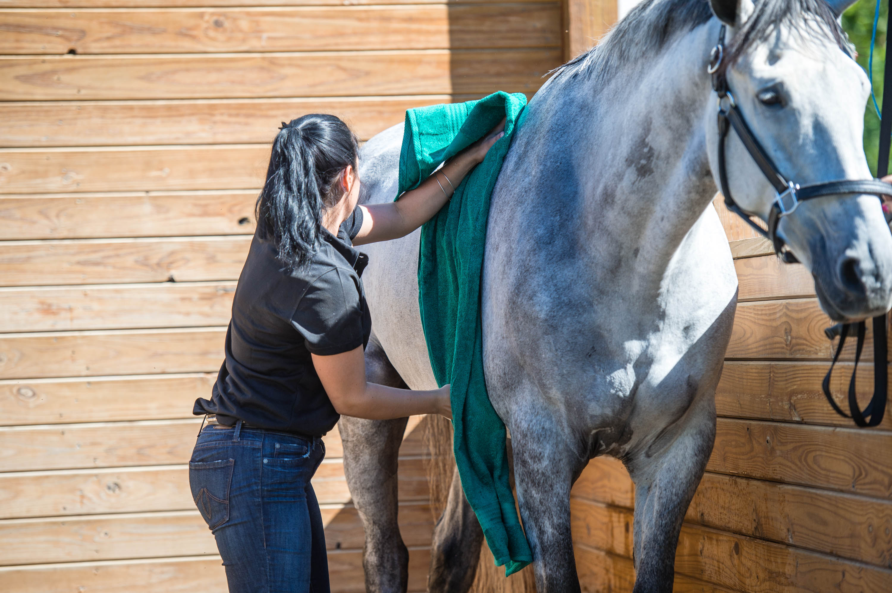 40 Horse Grooming Tips