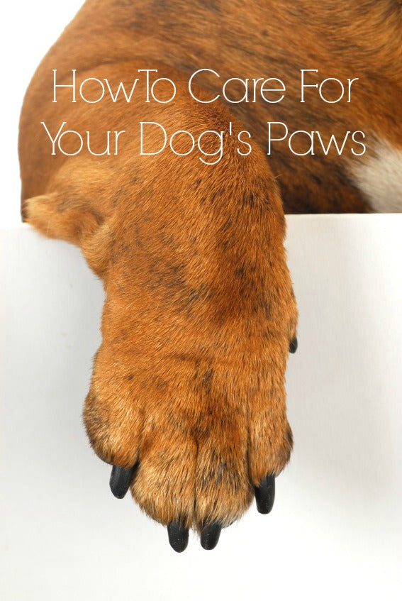 How To Care For Your Dog’s Paws