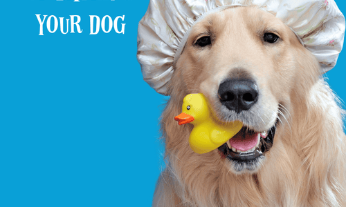 Do’s & Don’ts of Bathing Your Dog