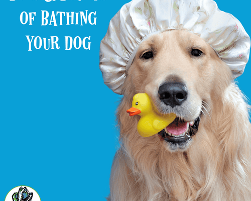 Do’s & Don’ts of Bathing Your Dog