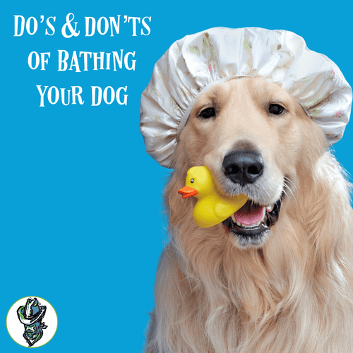 Do’s & Don’ts of Bathing Your Dog