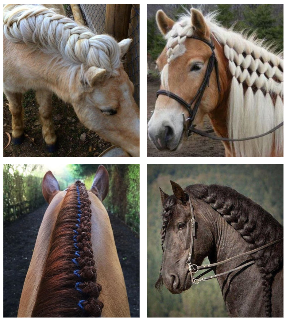 5 Beautiful Horse Braids to Try