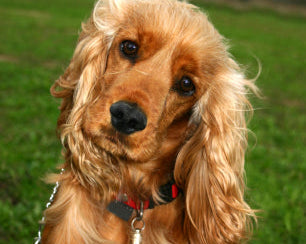 5 Causes for Skin Irritations in Dogs