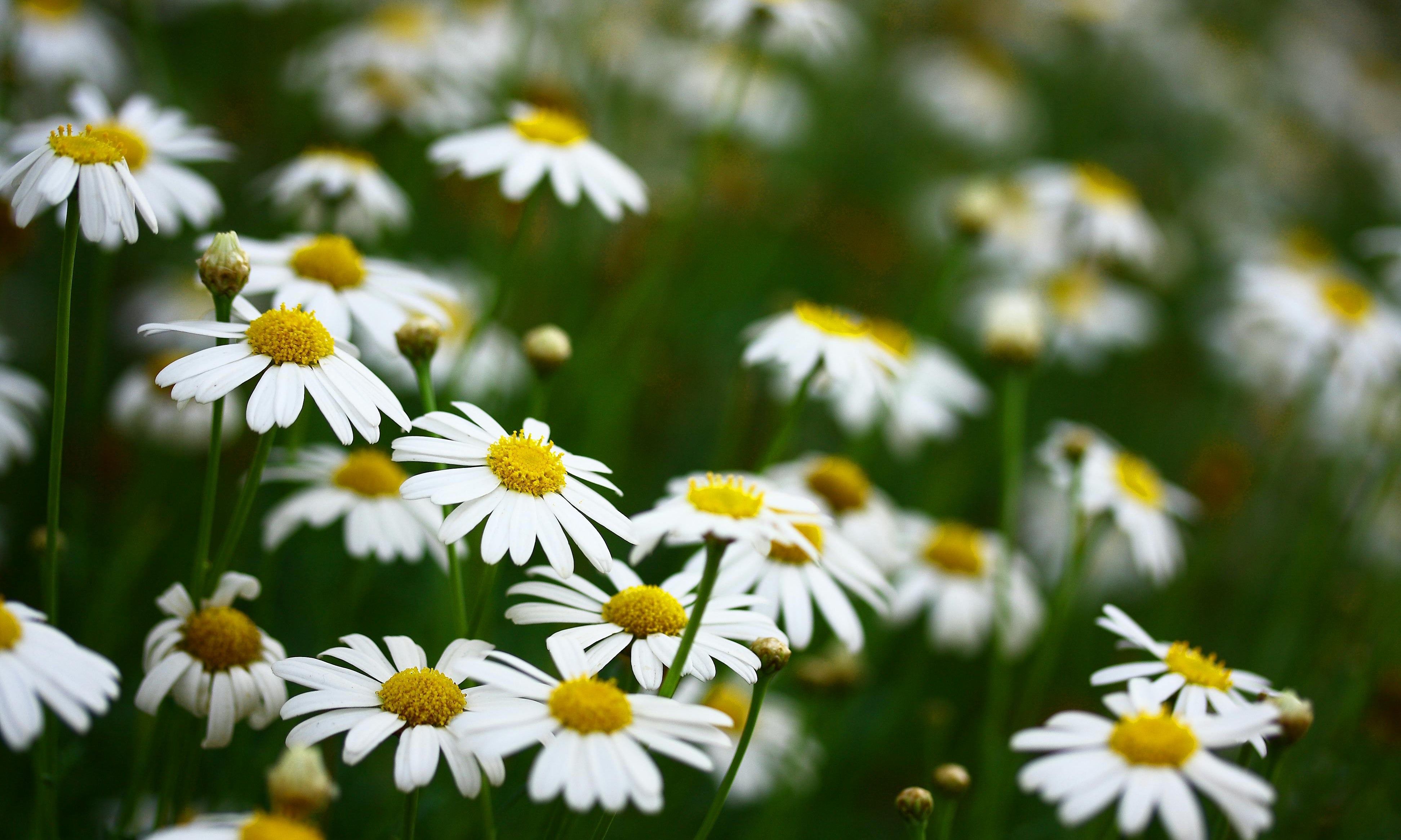 Chamomile Extract for Animal Coat Care
