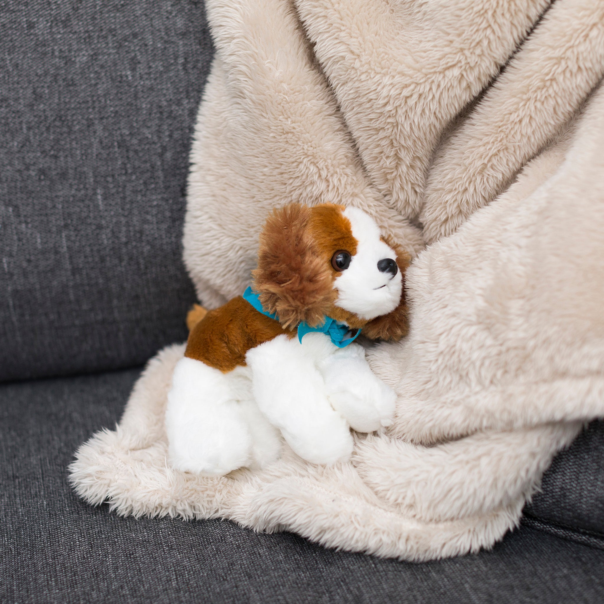Cavalier-King-Charles-peacock-blue-couchwebsize.jpg