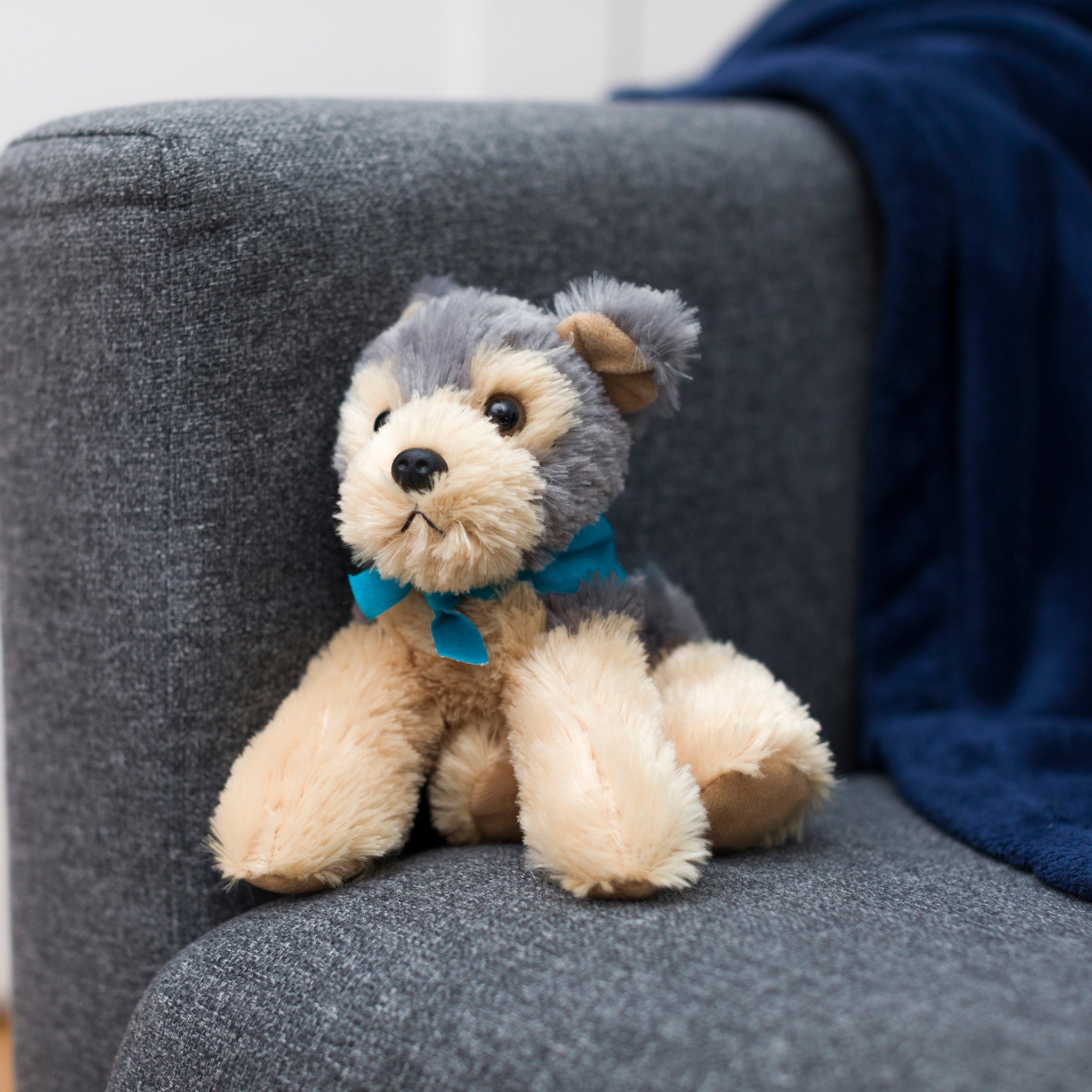 Cutie-Yorkshire-Terrier-peacock-blue-chairwebsize.jpg