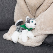 Husky Dog