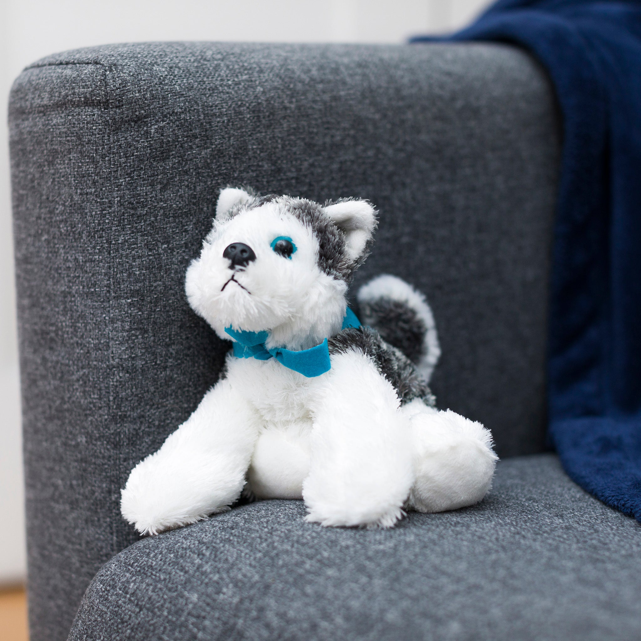 Mush-Husky-Dog-peacock-blue-chairwebsize.jpg