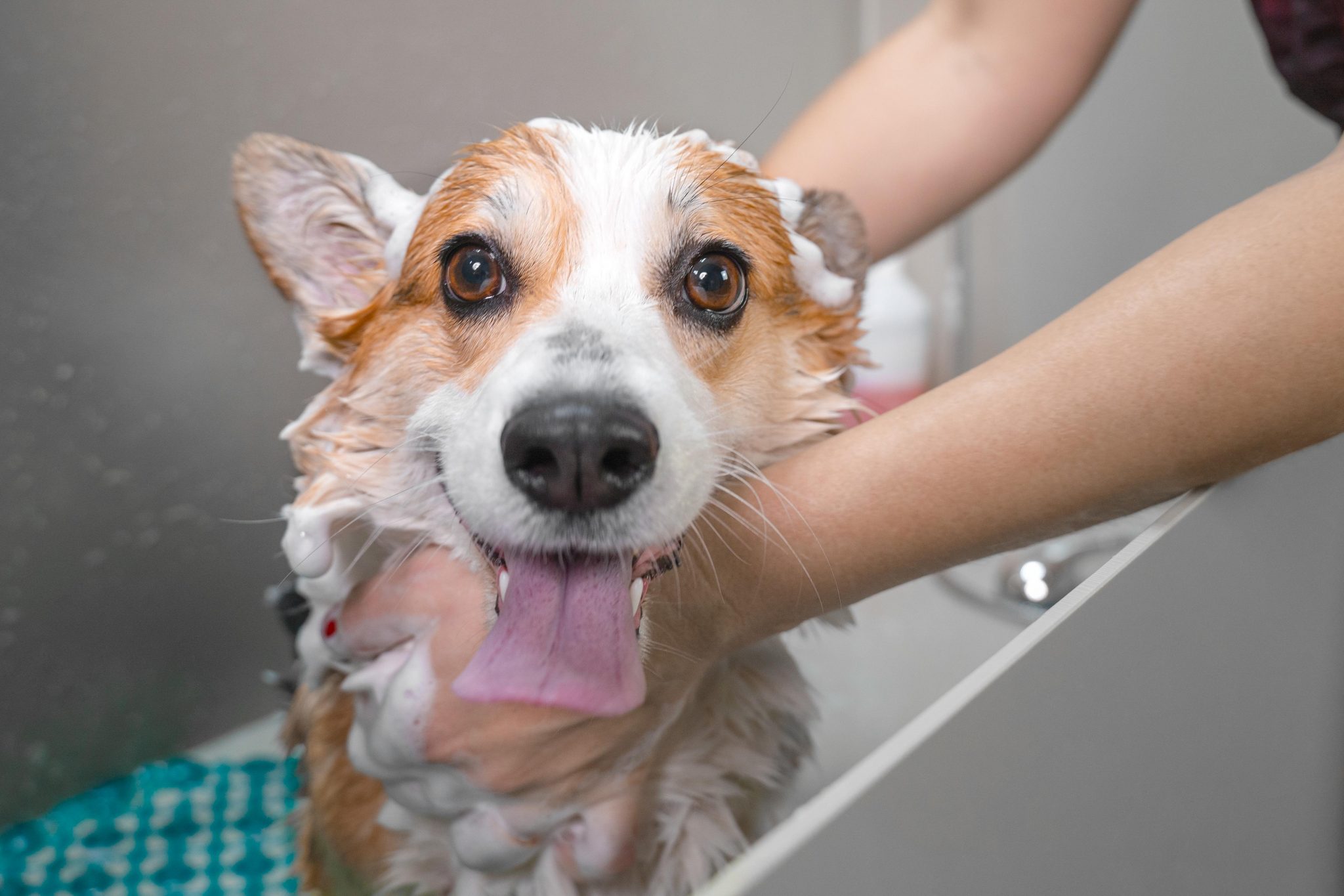 8 Steps To Minimize Shedding In Dogs from Cowboy Magic - Cowboy Magic