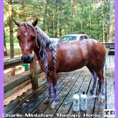 Charlie Miniature Therapy Horse